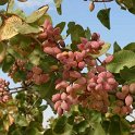 Fruto de pistacho